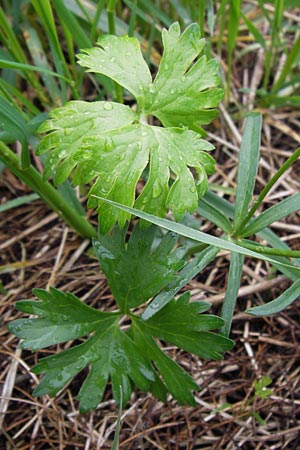 Ranunculus ferocior \ Ungest&uuml;mer Gold-Hahnenfu� / Impetuous Goldilocks, D Werneck 4.5.2013