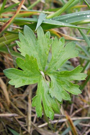 Ranunculus ferocior \ Ungest&uuml;mer Gold-Hahnenfu� / Impetuous Goldilocks, D Werneck 4.5.2013