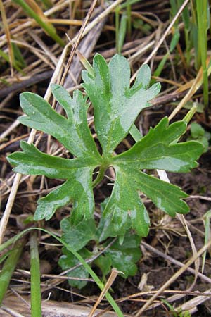 Ranunculus ferocior \ Ungest&uuml;mer Gold-Hahnenfu� / Impetuous Goldilocks, D Werneck 4.5.2013