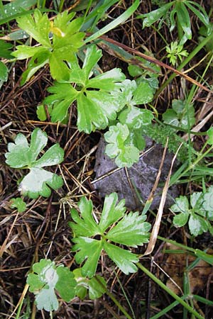 Ranunculus ferocior \ Ungest&uuml;mer Gold-Hahnenfu� / Impetuous Goldilocks, D Werneck 4.5.2013
