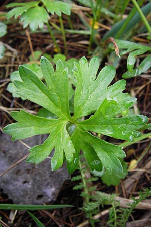 Ranunculus ferocior \ Ungest&uuml;mer Gold-Hahnenfu� / Impetuous Goldilocks, D Werneck 4.5.2013