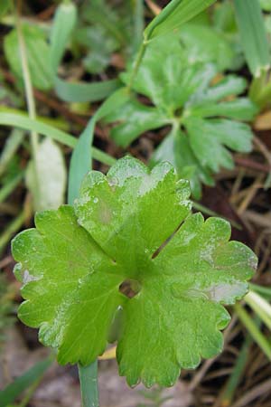 Ranunculus ferocior \ Ungest&uuml;mer Gold-Hahnenfu� / Impetuous Goldilocks, D Werneck 4.5.2013