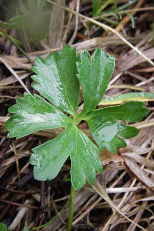 Ranunculus ferocior \ Ungest&uuml;mer Gold-Hahnenfu� / Impetuous Goldilocks, D Werneck 4.5.2013