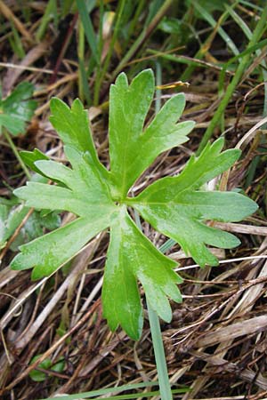 Ranunculus ferocior \ Ungest&uuml;mer Gold-Hahnenfu� / Impetuous Goldilocks, D Werneck 4.5.2013