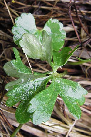 Ranunculus ferocior \ Ungest&uuml;mer Gold-Hahnenfu� / Impetuous Goldilocks, D Werneck 4.5.2013
