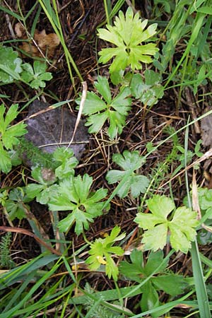 Ranunculus ferocior \ Ungest&uuml;mer Gold-Hahnenfu� / Impetuous Goldilocks, D Werneck 4.5.2013