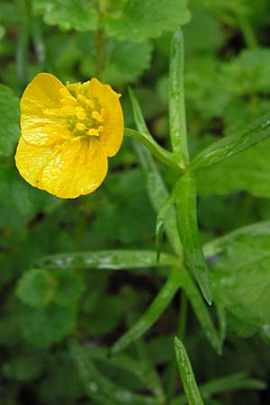Ranunculus ferocior \ Ungest&uuml;mer Gold-Hahnenfu� / Impetuous Goldilocks, D Werneck 4.5.2013