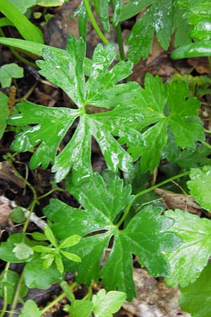 Ranunculus ferocior \ Ungest&uuml;mer Gold-Hahnenfu� / Impetuous Goldilocks, D Werneck 4.5.2013