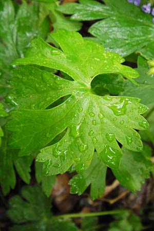 Ranunculus ferocior \ Ungest&uuml;mer Gold-Hahnenfu� / Impetuous Goldilocks, D Werneck 4.5.2013