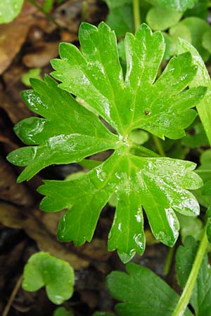 Ranunculus ferocior \ Ungest&uuml;mer Gold-Hahnenfu� / Impetuous Goldilocks, D Werneck 4.5.2013