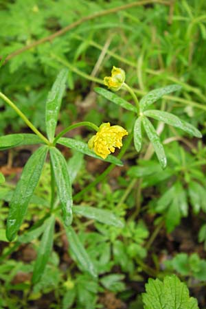 Ranunculus ferocior \ Ungest&uuml;mer Gold-Hahnenfu� / Impetuous Goldilocks, D Werneck 4.5.2013