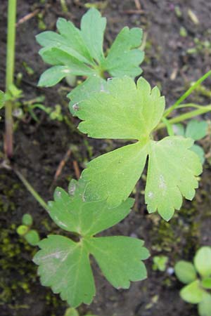 Ranunculus auricomus specB ? \ Gold-Hahnenfu� / Goldilocks, D Th&uuml;ringen Weimar, Neuer Friedhof 6.5.2013
