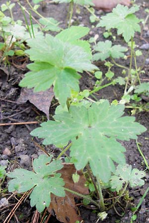 Ranunculus auricomus specB ? \ Gold-Hahnenfu� / Goldilocks, D Th&uuml;ringen Weimar, Neuer Friedhof 6.5.2013