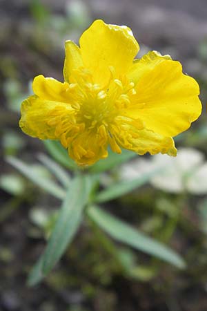 Ranunculus auricomus specB ? \ Gold-Hahnenfu� / Goldilocks, D Th&uuml;ringen Weimar, Neuer Friedhof 6.5.2013