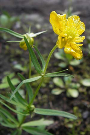 Ranunculus auricomus specB ? \ Gold-Hahnenfu� / Goldilocks, D Th&uuml;ringen Weimar, Neuer Friedhof 6.5.2013