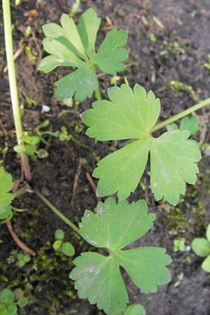 Ranunculus auricomus specB ? \ Gold-Hahnenfu� / Goldilocks, D Th&uuml;ringen Weimar, Neuer Friedhof 6.5.2013