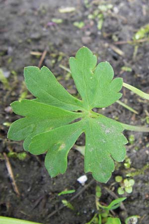 Ranunculus auricomus specB ? \ Gold-Hahnenfu� / Goldilocks, D Th&uuml;ringen Weimar, Neuer Friedhof 6.5.2013