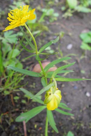 Ranunculus auricomus specB ? \ Gold-Hahnenfu� / Goldilocks, D Th&uuml;ringen Weimar, Neuer Friedhof 6.5.2013