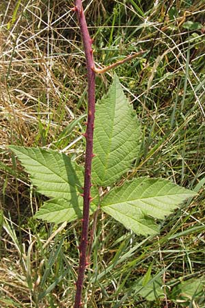 Rubus cuspidatus \ Zugespitzte Haselblatt-Brombeere / Cuspidate Bramble, D Odenwald, Juhöhe 28.8.2013