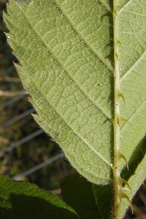 Rubus cuspidatus \ Zugespitzte Haselblatt-Brombeere / Cuspidate Bramble, D Odenwald, Juhöhe 28.8.2013