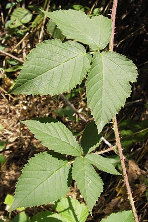 Rubus cuspidatus \ Zugespitzte Haselblatt-Brombeere / Cuspidate Bramble, D Odenwald, Ober-Liebersbach 28.8.2013