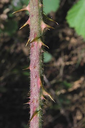 Rubus cuspidatus \ Zugespitzte Haselblatt-Brombeere / Cuspidate Bramble, D Odenwald, Ober-Liebersbach 28.8.2013