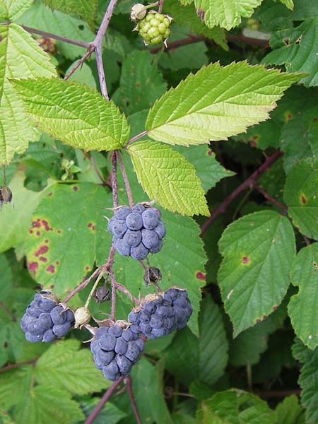 Rubus caesius \ Kratzbeere / Dewberry, D Odenwald, Nieder-Liebersbach 28.8.2013