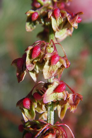 Rumex conglomeratus \ Knuelbltiger Ampfer / Whorled Dock, D Worms 1.7.2014