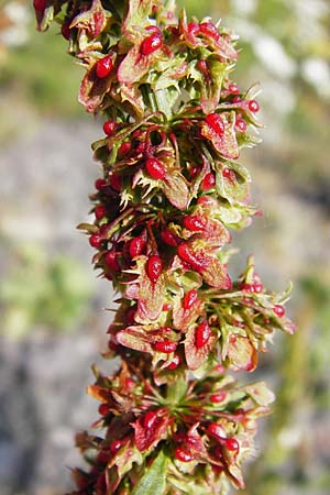 Rumex conglomeratus \ Knuelbltiger Ampfer / Whorled Dock, D Worms 1.7.2014