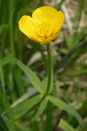Ranunculus danubius \ Donau-Gold-Hahnenfu / Danube Goldilocks, D Günzburg 8.5.2010