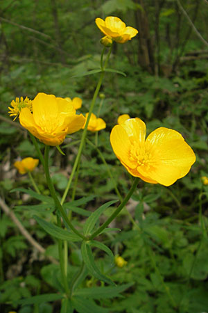 Ranunculus danubius \ Donau-Gold-Hahnenfu / Danube Goldilocks, D Günzburg 8.5.2010