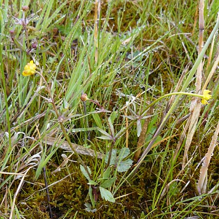 Ranunculus doerrii \ Drrs Hahnenfu / Doerr's Goldilocks, D Perchting 3.5.2014