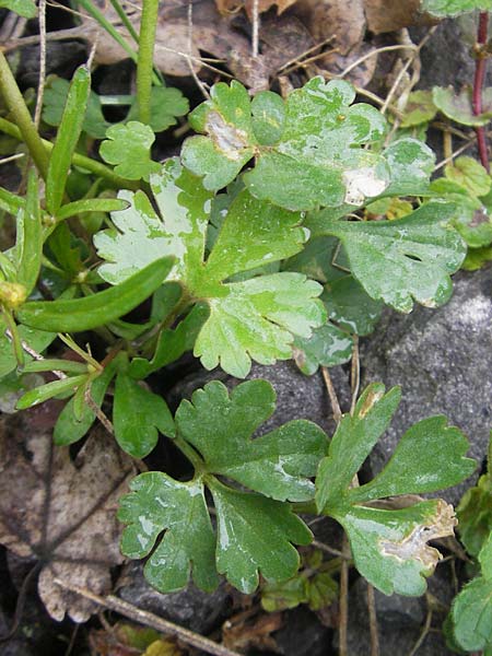 Ranunculus excisus \ Ausgeschnittener Gold-Hahnenfu� / Excised Goldilocks, D Donnersberg 26.4.2012