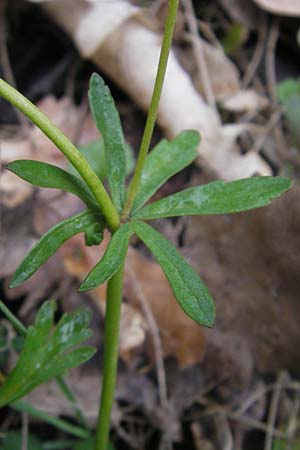 Ranunculus excisus \ Ausgeschnittener Gold-Hahnenfu� / Excised Goldilocks, D Donnersberg 26.4.2012