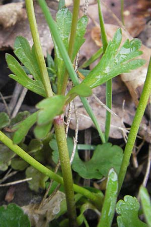 Ranunculus excisus \ Ausgeschnittener Gold-Hahnenfu� / Excised Goldilocks, D Donnersberg 26.4.2012