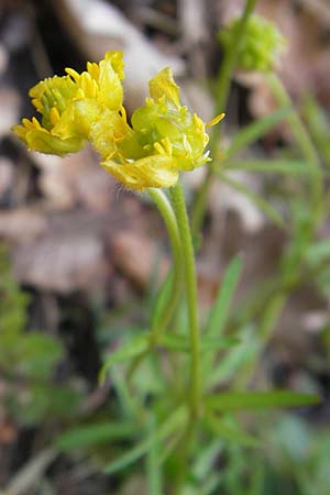 Ranunculus excisus \ Ausgeschnittener Gold-Hahnenfu� / Excised Goldilocks, D Donnersberg 26.4.2012