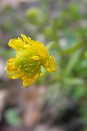 Ranunculus excisus \ Ausgeschnittener Gold-Hahnenfu� / Excised Goldilocks, D Donnersberg 26.4.2012