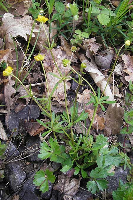 Ranunculus excisus \ Ausgeschnittener Gold-Hahnenfu� / Excised Goldilocks, D Donnersberg 26.4.2012