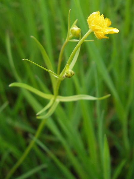 Ranunculus dactylophyllus \ Fingerblttriger Gold-Hahnenfu / Finger-Leaved Goldilocks, D Wenzenbach 6.5.2012
