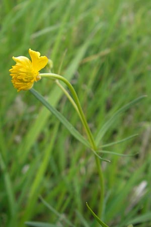 Ranunculus dactylophyllus \ Fingerblttriger Gold-Hahnenfu / Finger-Leaved Goldilocks, D Wenzenbach 6.5.2012