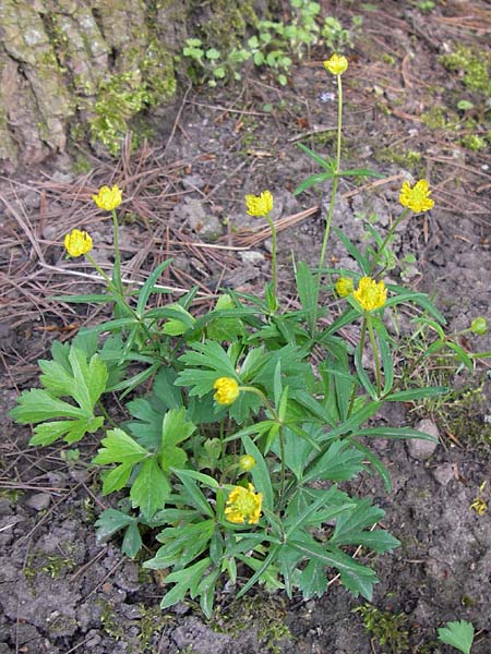 Ranunculus hirsutulus \ Flaum-Gold-Hahnenfu� / Fluffy Goldilocks, D Th&uuml;ringen Weimar, Neuer Friedhof 6.5.2013