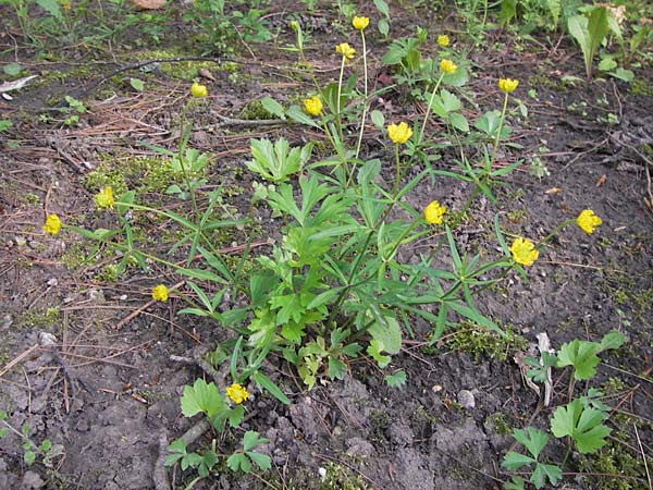 Ranunculus hirsutulus \ Flaum-Gold-Hahnenfu� / Fluffy Goldilocks, D Th&uuml;ringen Weimar, Neuer Friedhof 6.5.2013
