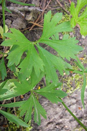 Ranunculus hirsutulus \ Flaum-Gold-Hahnenfu� / Fluffy Goldilocks, D Th&uuml;ringen Weimar, Neuer Friedhof 6.5.2013