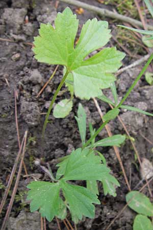 Ranunculus hirsutulus \ Flaum-Gold-Hahnenfu� / Fluffy Goldilocks, D Th&uuml;ringen Weimar, Neuer Friedhof 6.5.2013