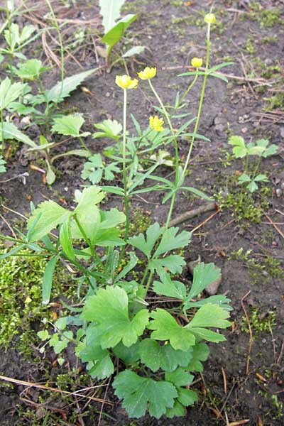 Ranunculus hirsutulus \ Flaum-Gold-Hahnenfu� / Fluffy Goldilocks, D Th&uuml;ringen Weimar, Neuer Friedhof 6.5.2013