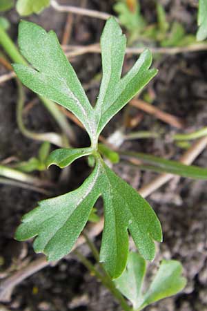 Ranunculus hirsutulus \ Flaum-Gold-Hahnenfu� / Fluffy Goldilocks, D Th&uuml;ringen Weimar, Neuer Friedhof 6.5.2013