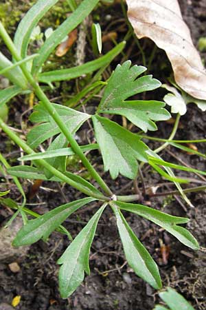 Ranunculus hirsutulus \ Flaum-Gold-Hahnenfu� / Fluffy Goldilocks, D Th&uuml;ringen Weimar, Neuer Friedhof 6.5.2013