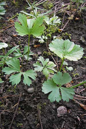 Ranunculus hirsutulus \ Flaum-Gold-Hahnenfu� / Fluffy Goldilocks, D Th&uuml;ringen Weimar, Neuer Friedhof 6.5.2013