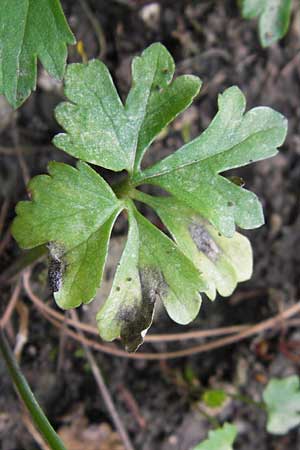 Ranunculus hirsutulus \ Flaum-Gold-Hahnenfu� / Fluffy Goldilocks, D Th&uuml;ringen Weimar, Neuer Friedhof 6.5.2013