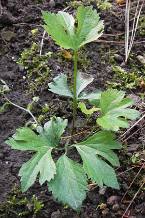 Ranunculus hirsutulus \ Flaum-Gold-Hahnenfu� / Fluffy Goldilocks, D Th&uuml;ringen Weimar, Neuer Friedhof 6.5.2013